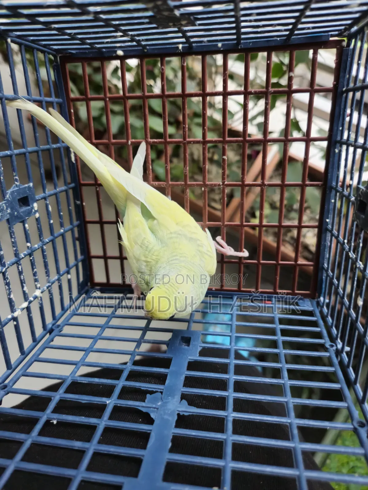 Female Bajigar