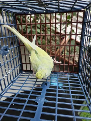 Female Bajigar