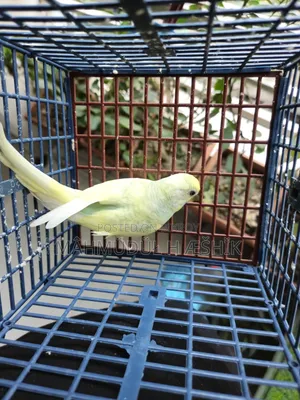 Female Bajigar