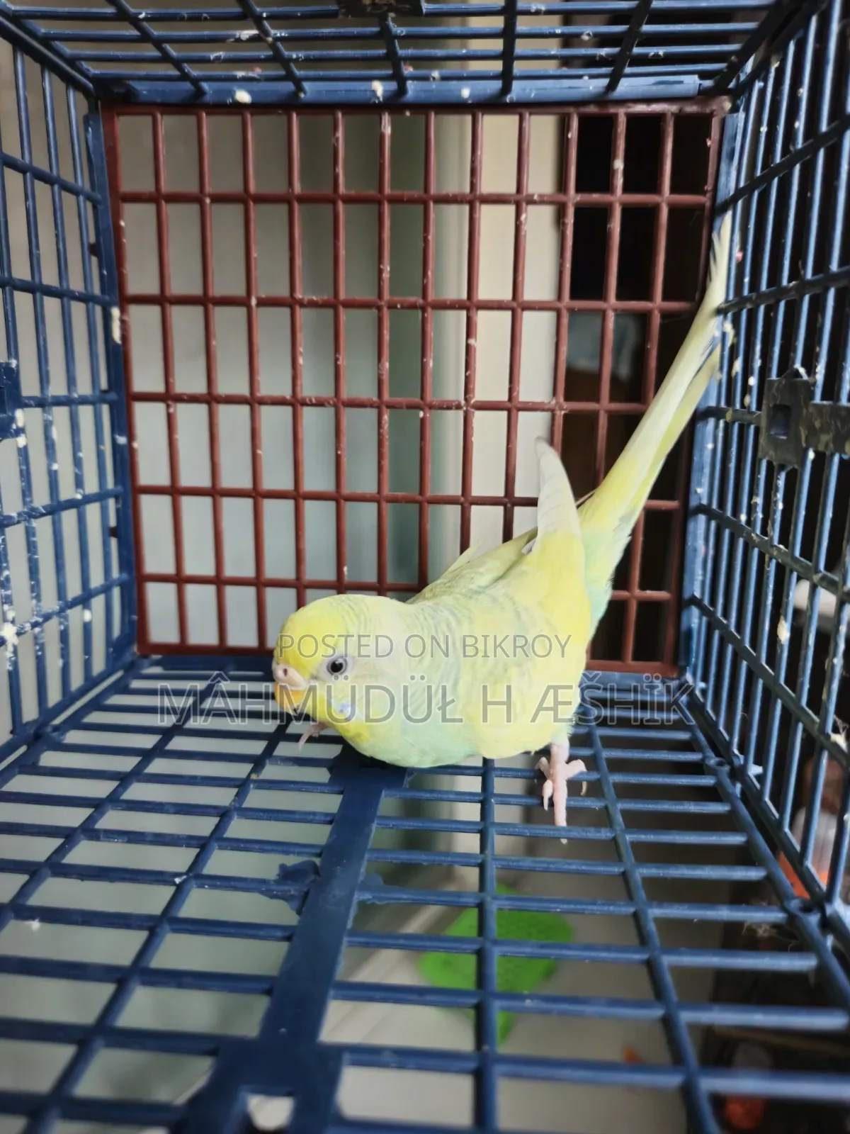 Female Bajigar