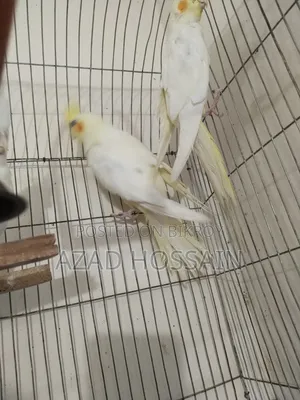 কোকো টাইলস লুটিন এন্ড এল বিনো