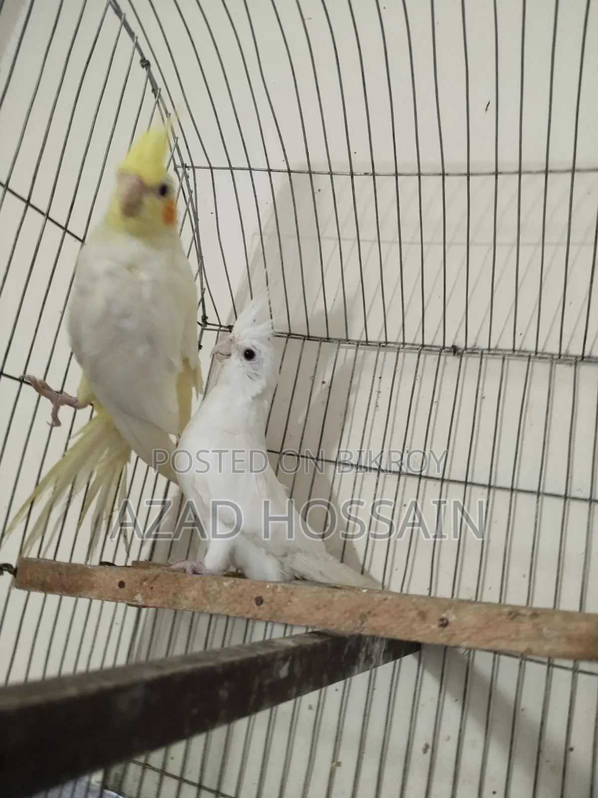 কোকো টাইলস লুটিন এন্ড এল বিনো