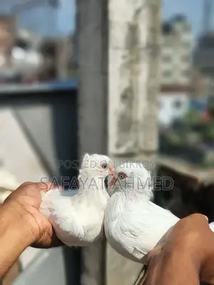 - বিক্রি হবে চুইনা চুইঠাল কবুতর