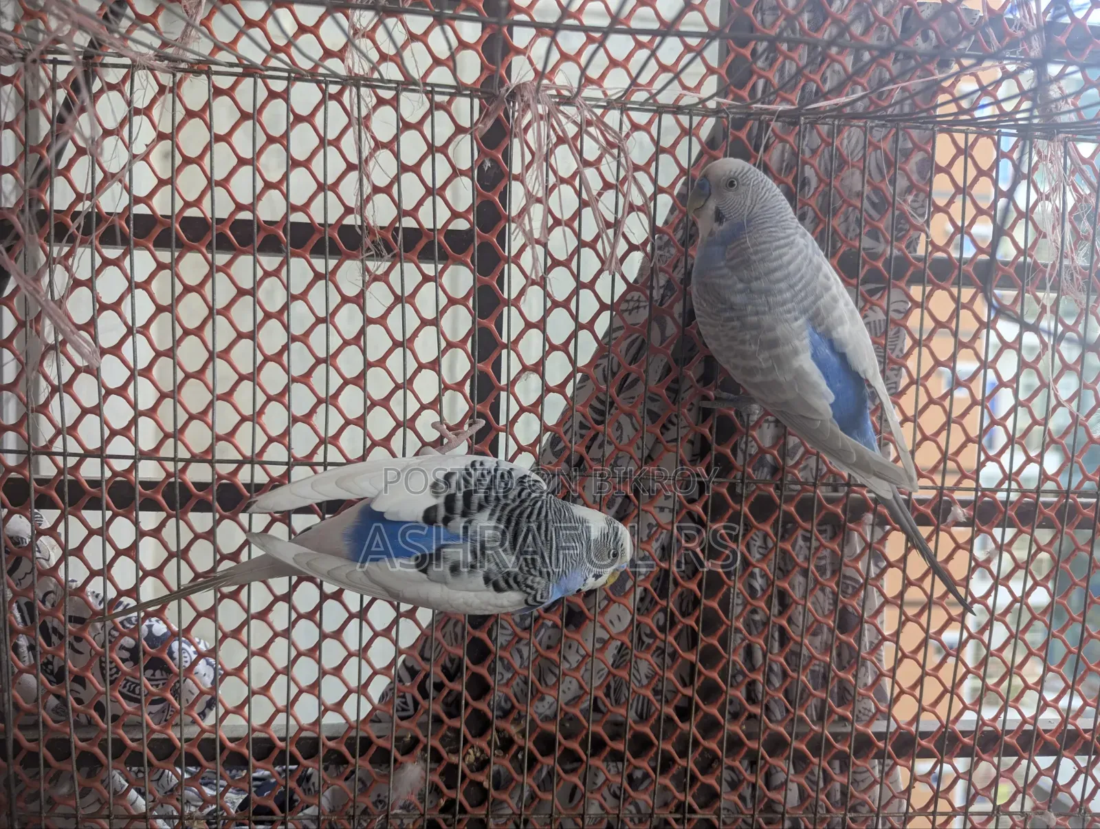 2 Male Budgie