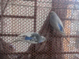 2 Male Budgie