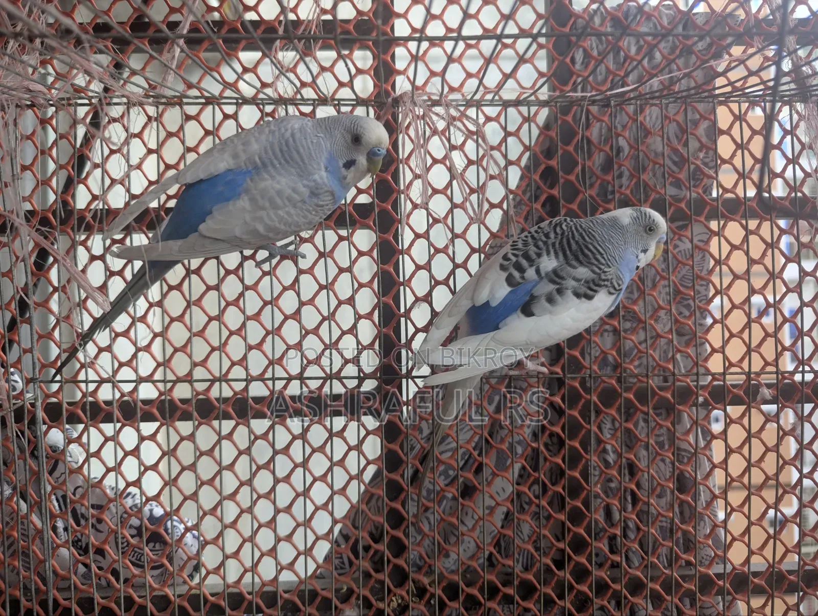 2 Male Budgie
