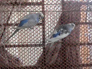 2 Male Budgie