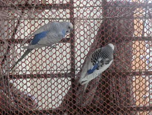 2 Male Budgie