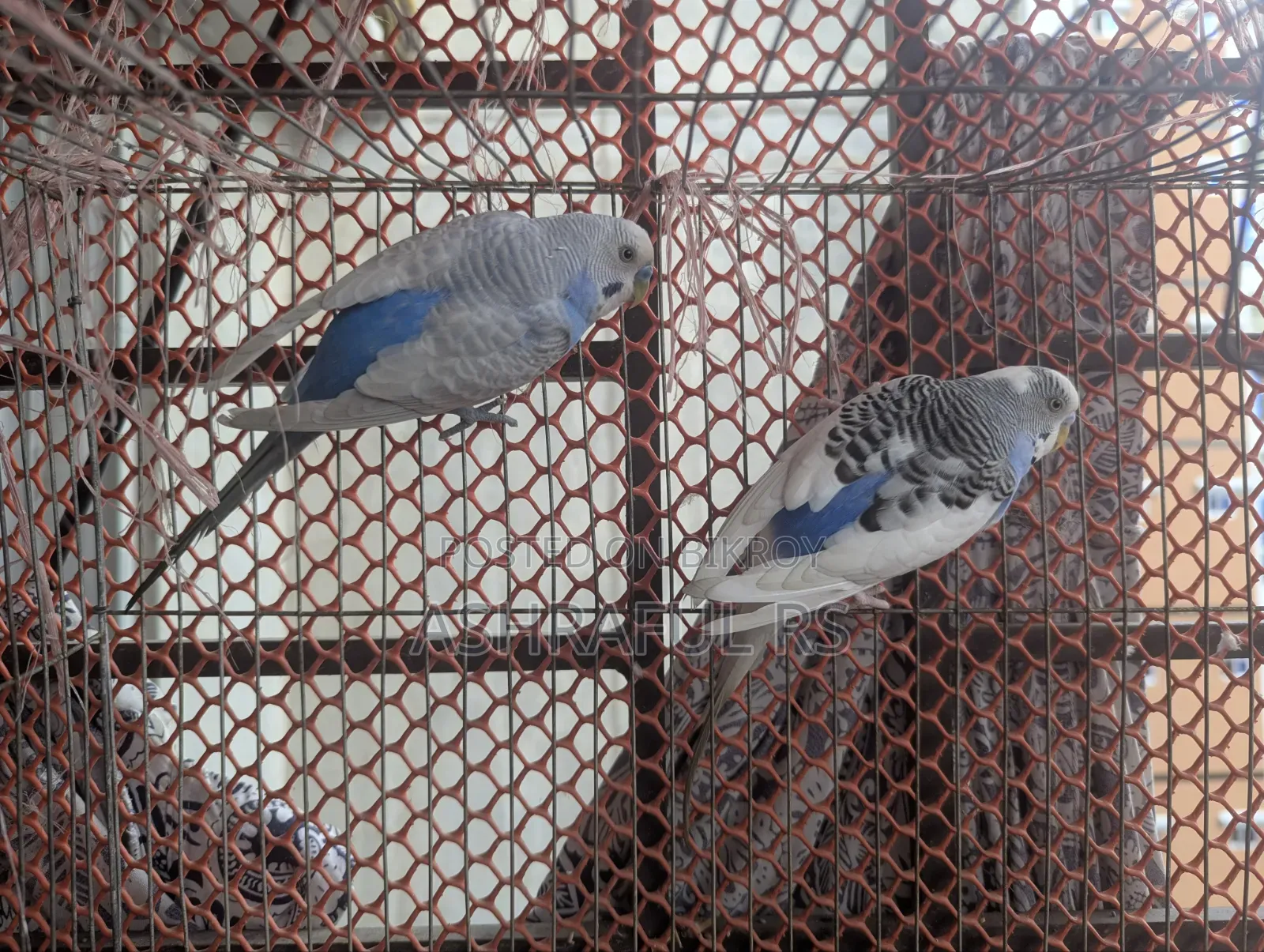 2 Male Budgie