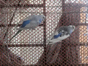 2 Male Budgie