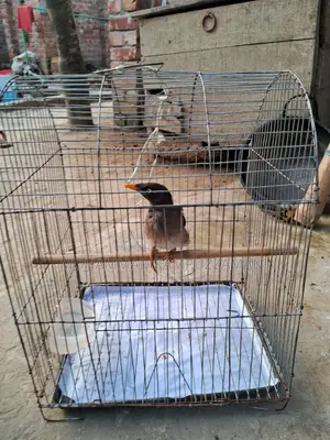 শালিক পাখিসহ খাচা