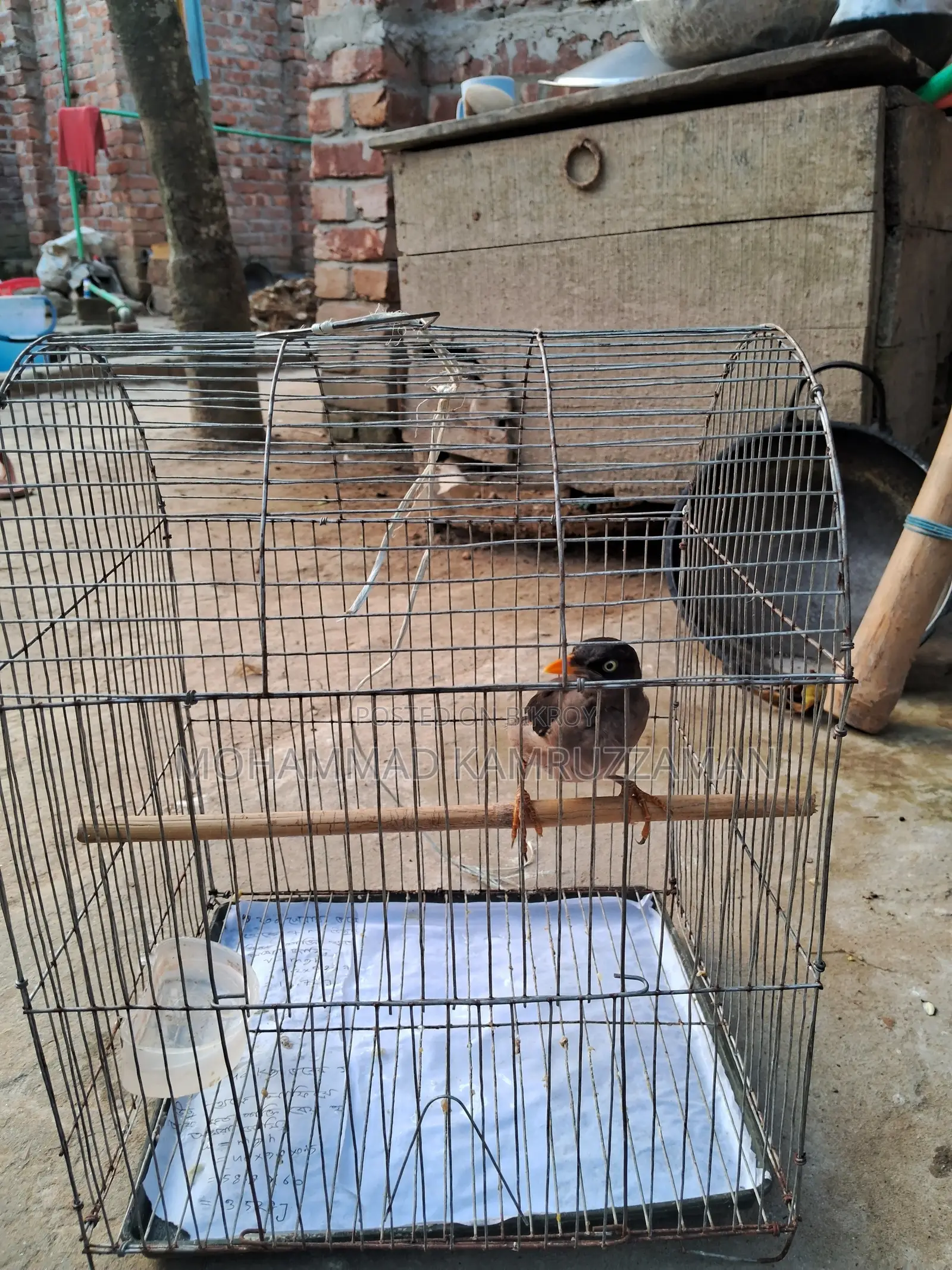 শালিক পাখিসহ খাচা