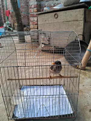 শালিক পাখিসহ খাচা