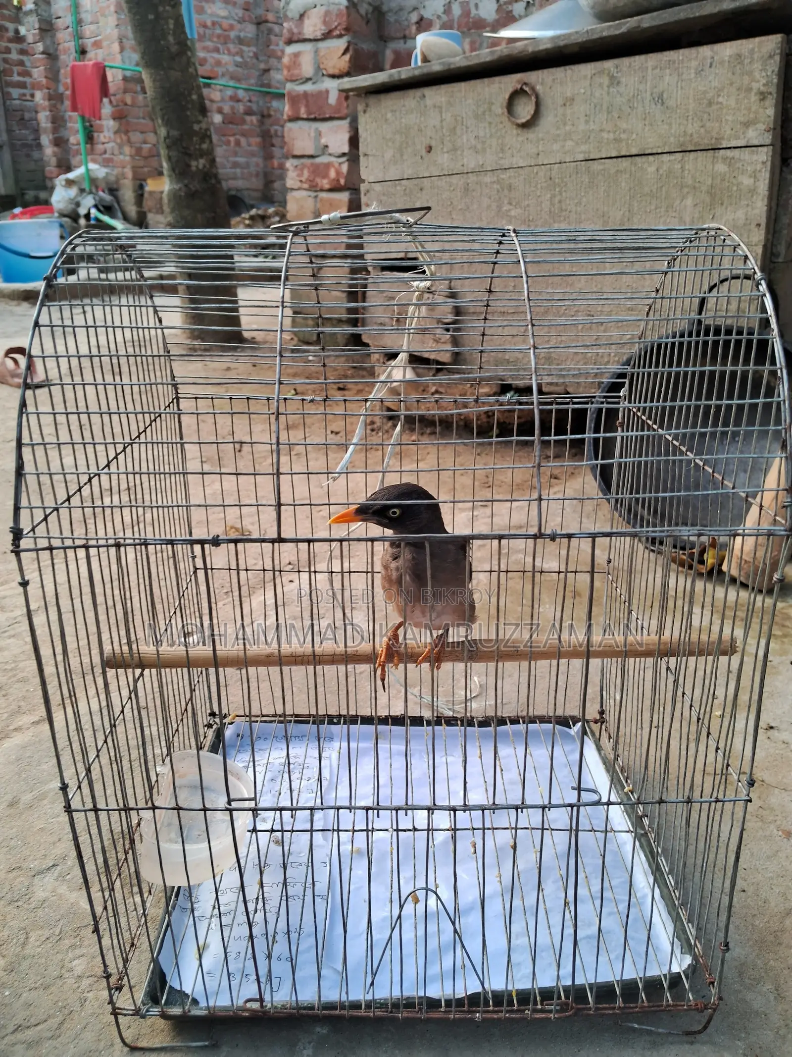 শালিক পাখিসহ খাচা