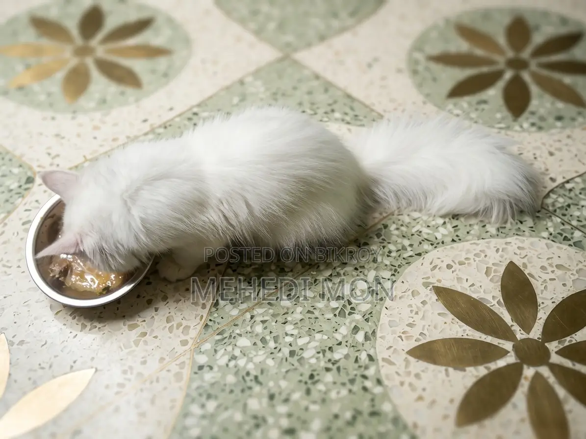 1-3 months Female Purebred Persian