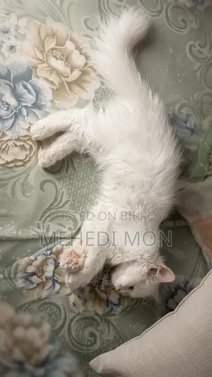 1-3 months Female Purebred Persian