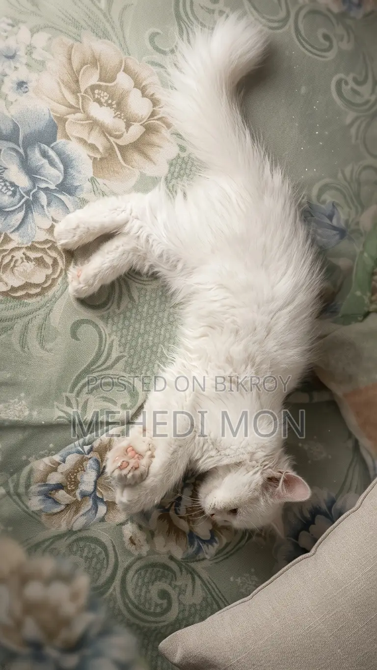 1-3 months Female Purebred Persian