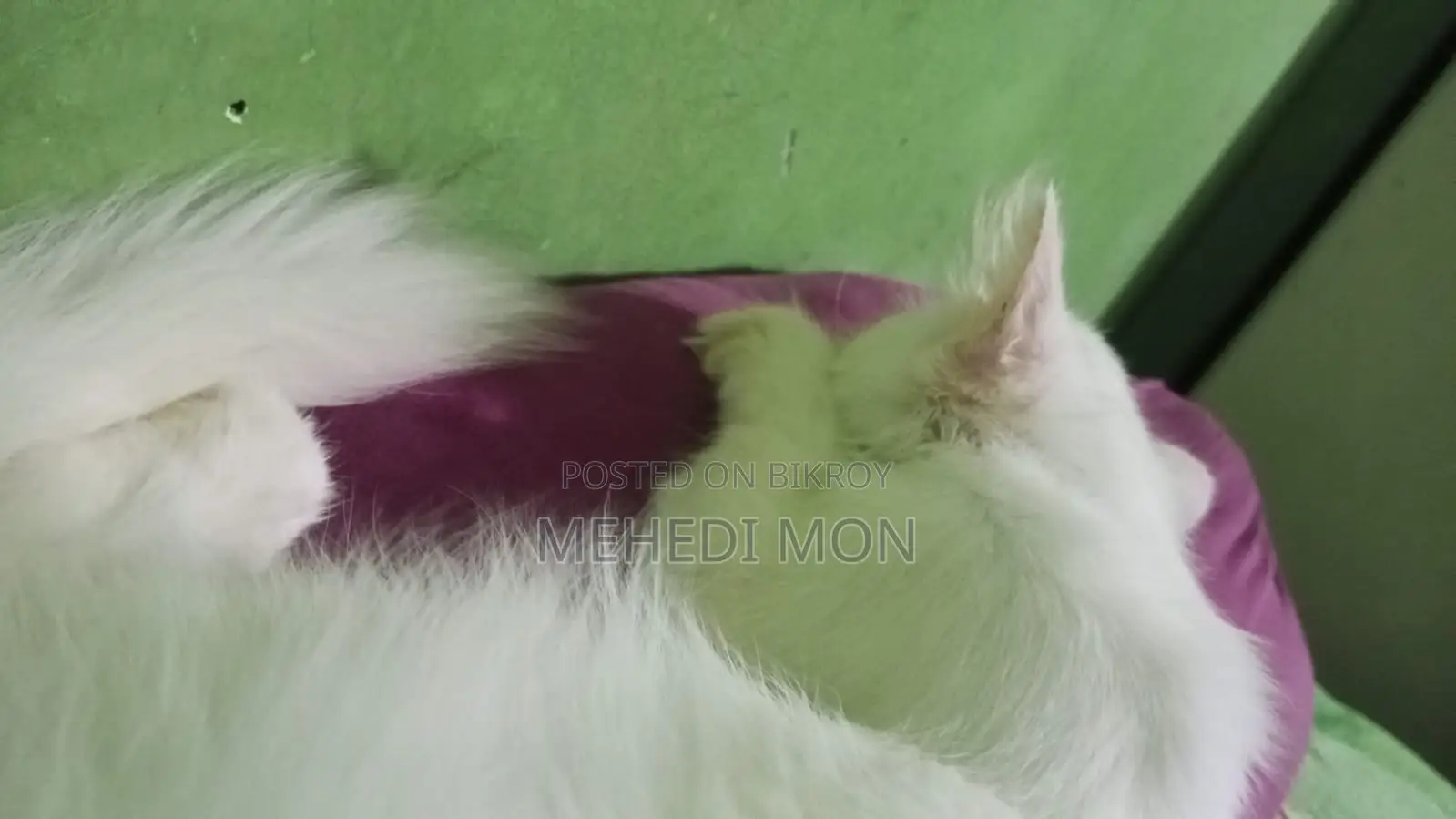 1-3 months Female Purebred Persian