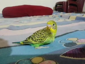 Normal Green Budgie Baby