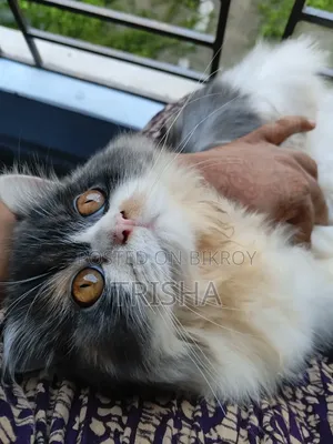 3-6 months Female Purebred Persian