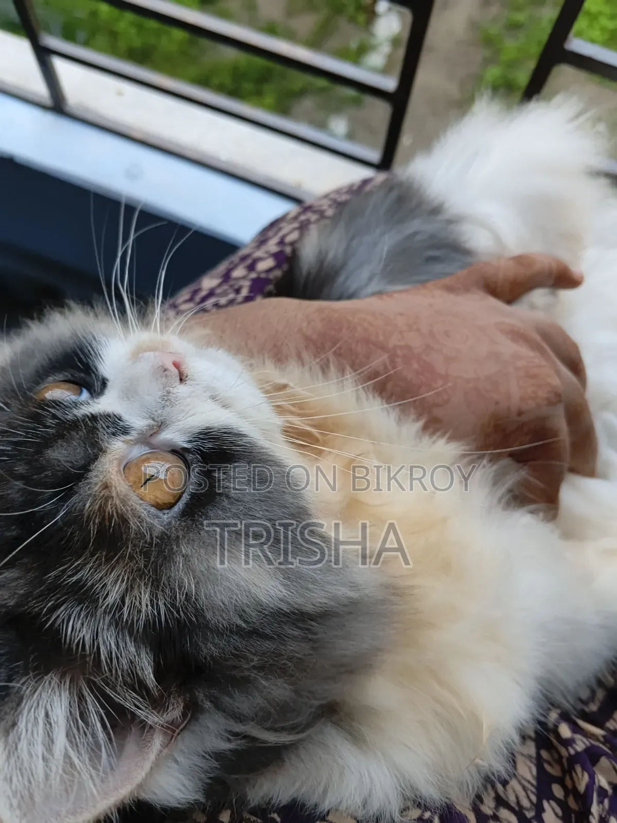 3-6 months Female Purebred Persian