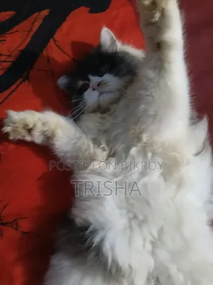 3-6 months Female Purebred Persian