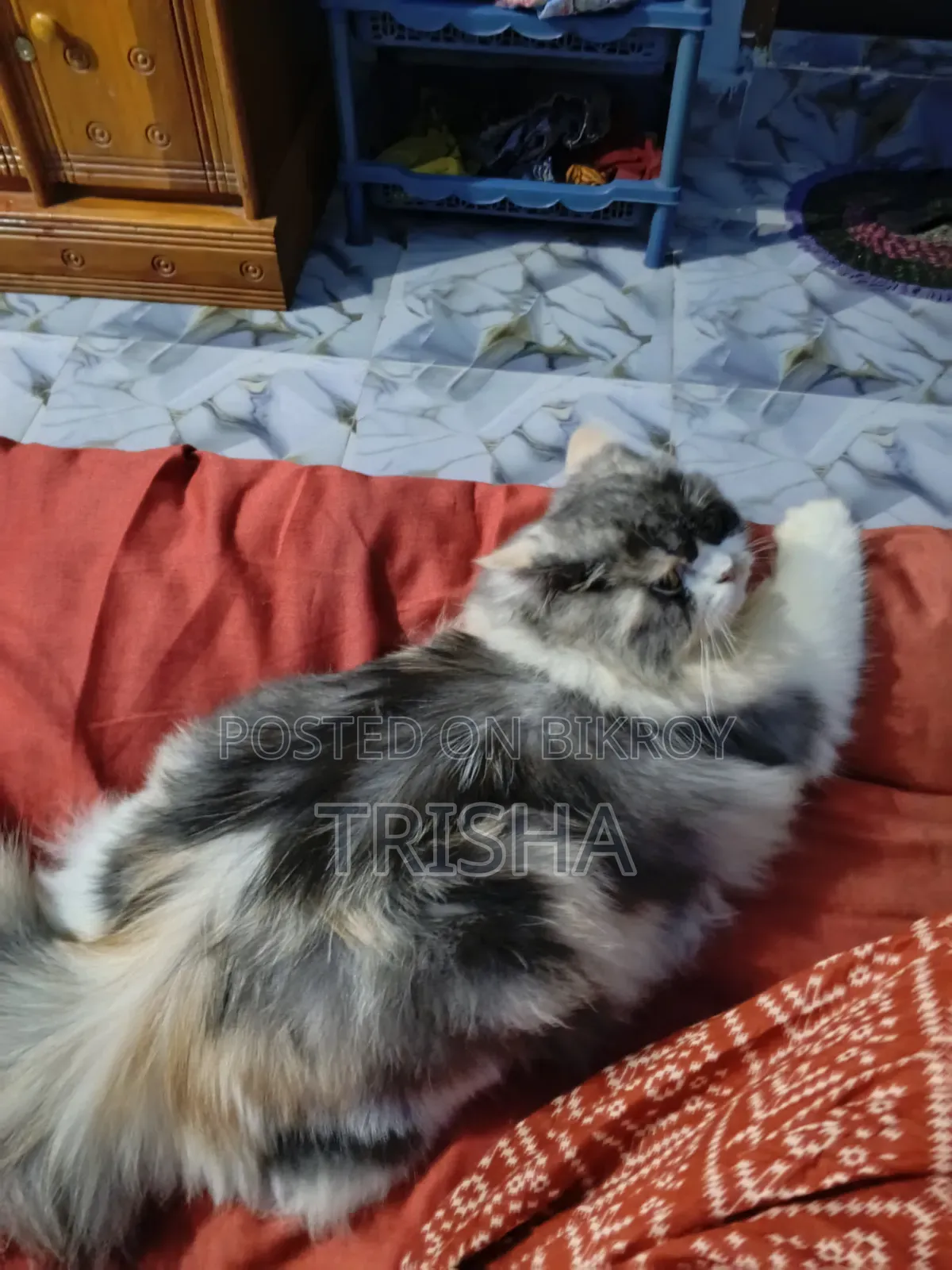 3-6 months Female Purebred Persian