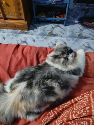 3-6 months Female Purebred Persian