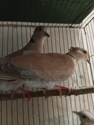 Premium Cuithal Dove 🕊️