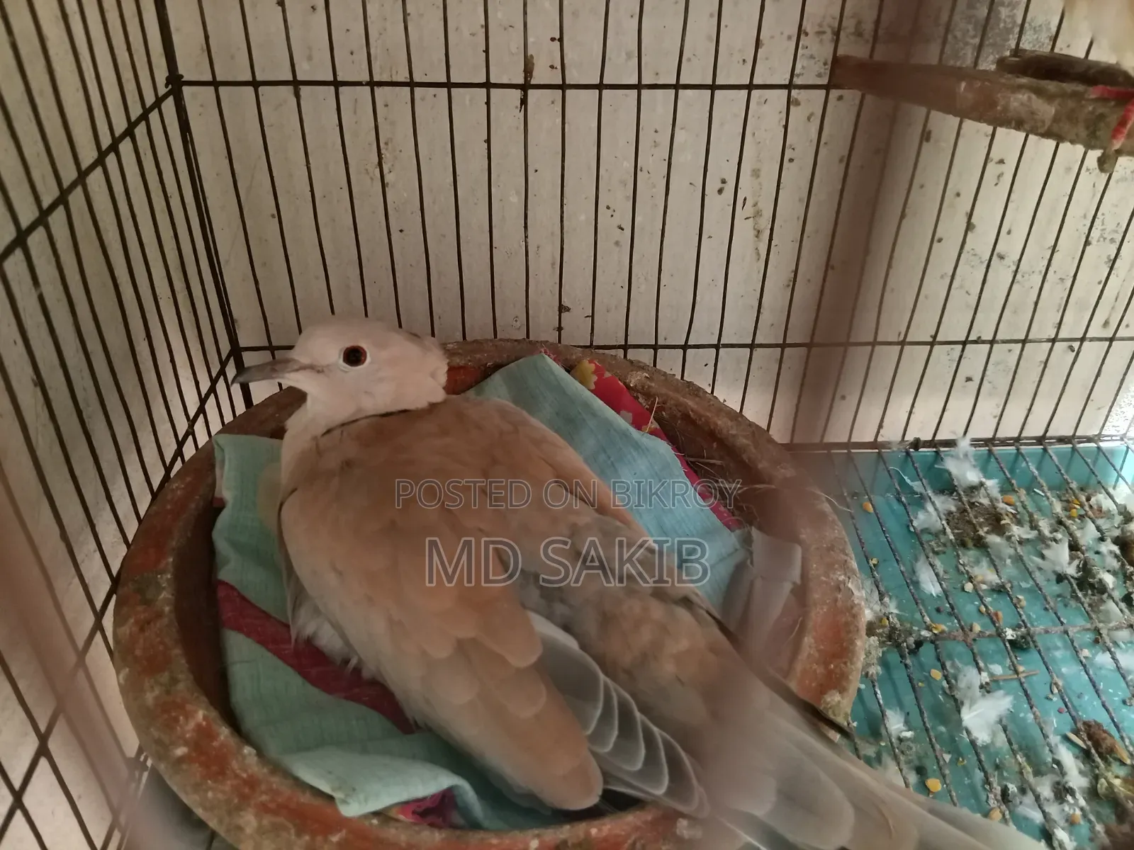 Premium Cuithal Dove 🕊️