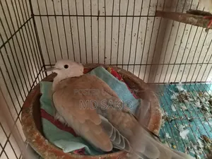 Premium Cuithal Dove 🕊️