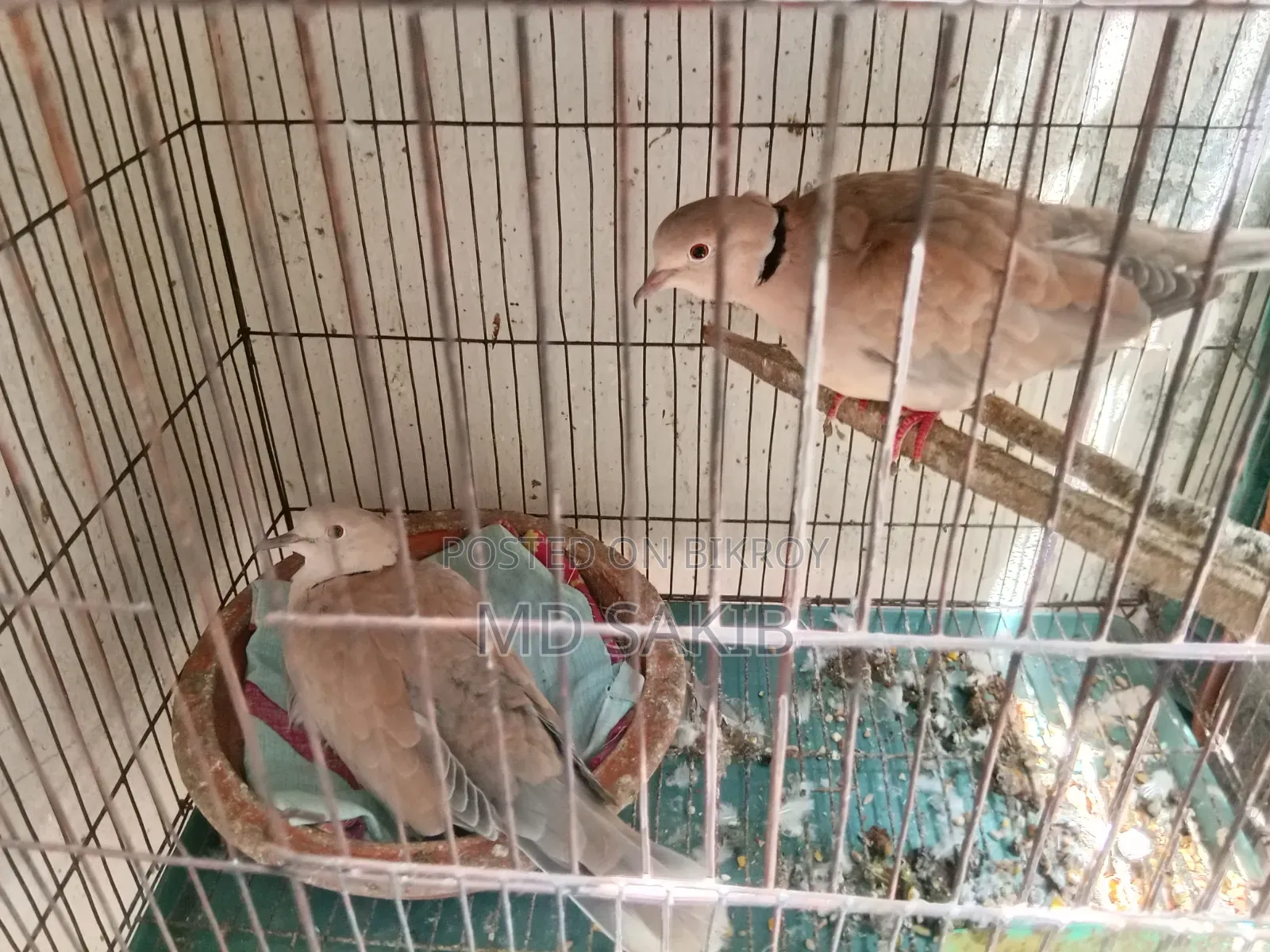 Premium Cuithal Dove 🕊️