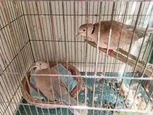 Premium Cuithal Dove 🕊️
