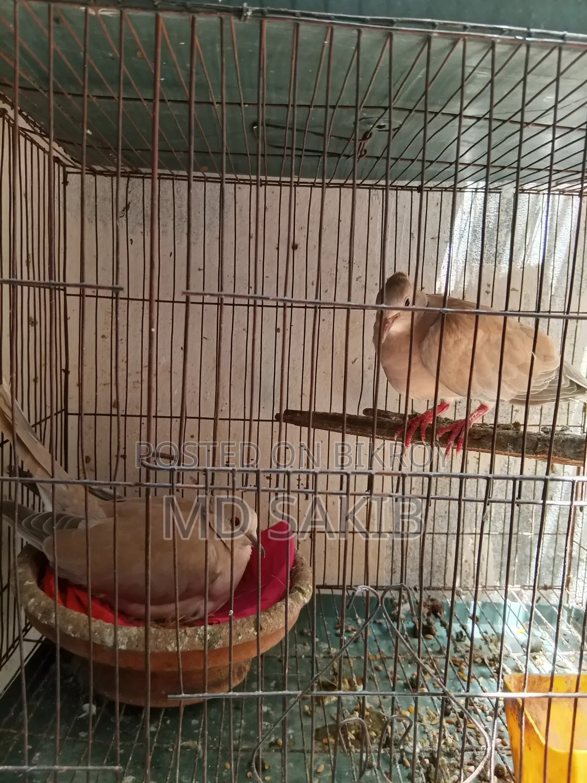 Premium Cuithal Dove 🕊️