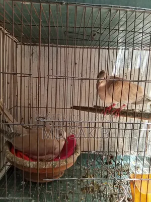 Premium Cuithal Dove 🕊️