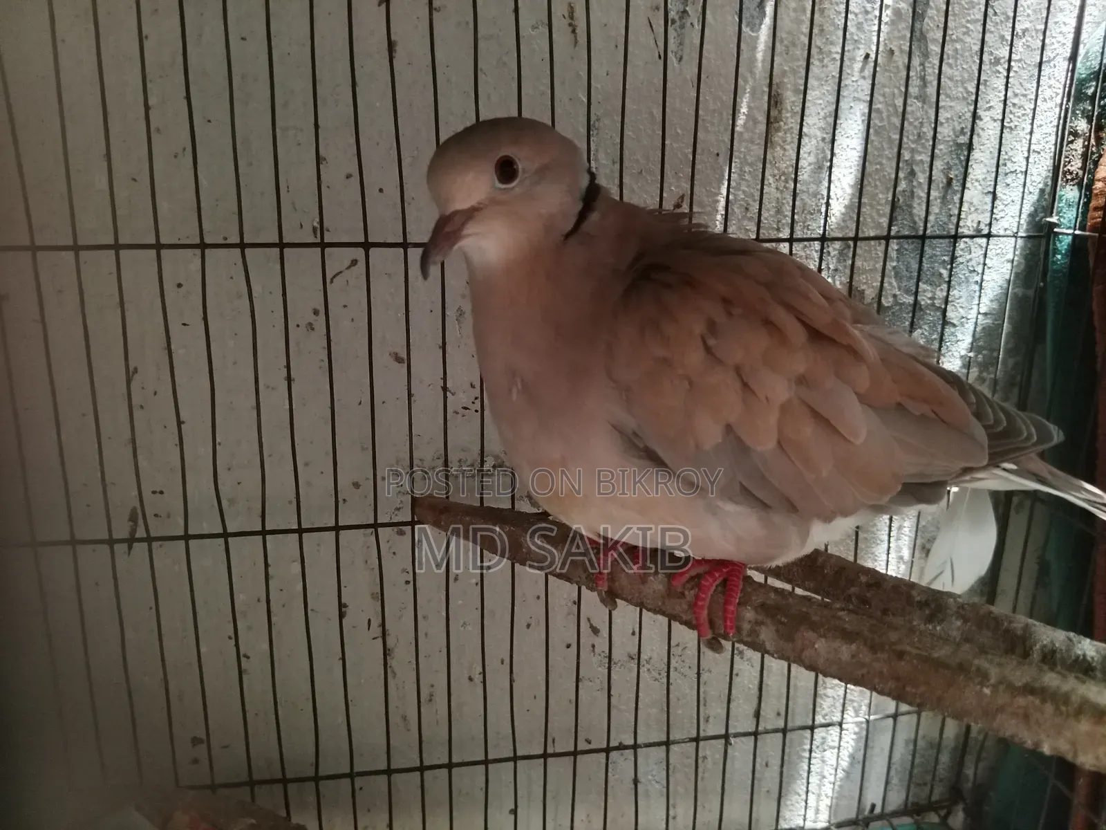 Premium Cuithal Dove 🕊️