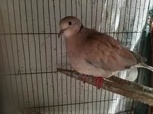 Premium Cuithal Dove 🕊️