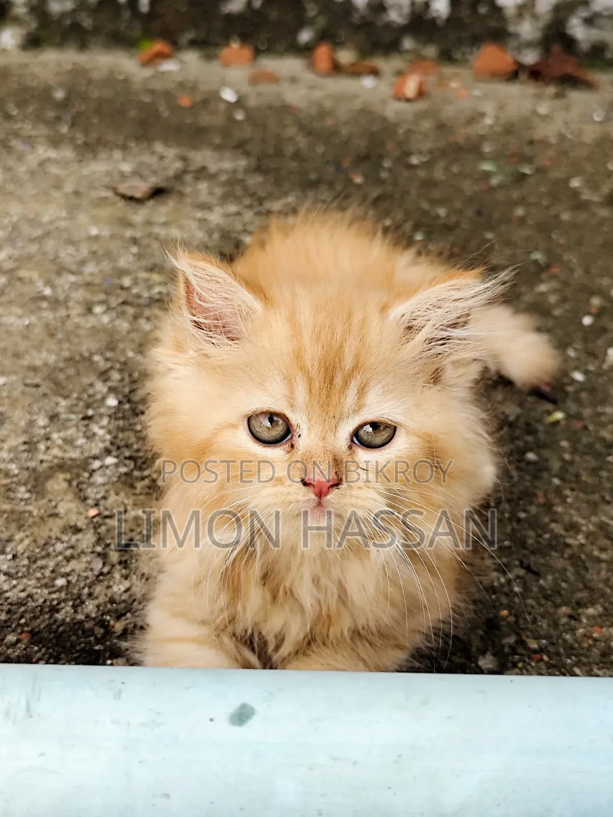 3-6 months Female Purebred Persian