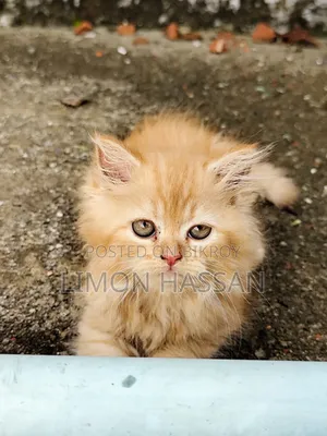 3-6 months Female Purebred Persian