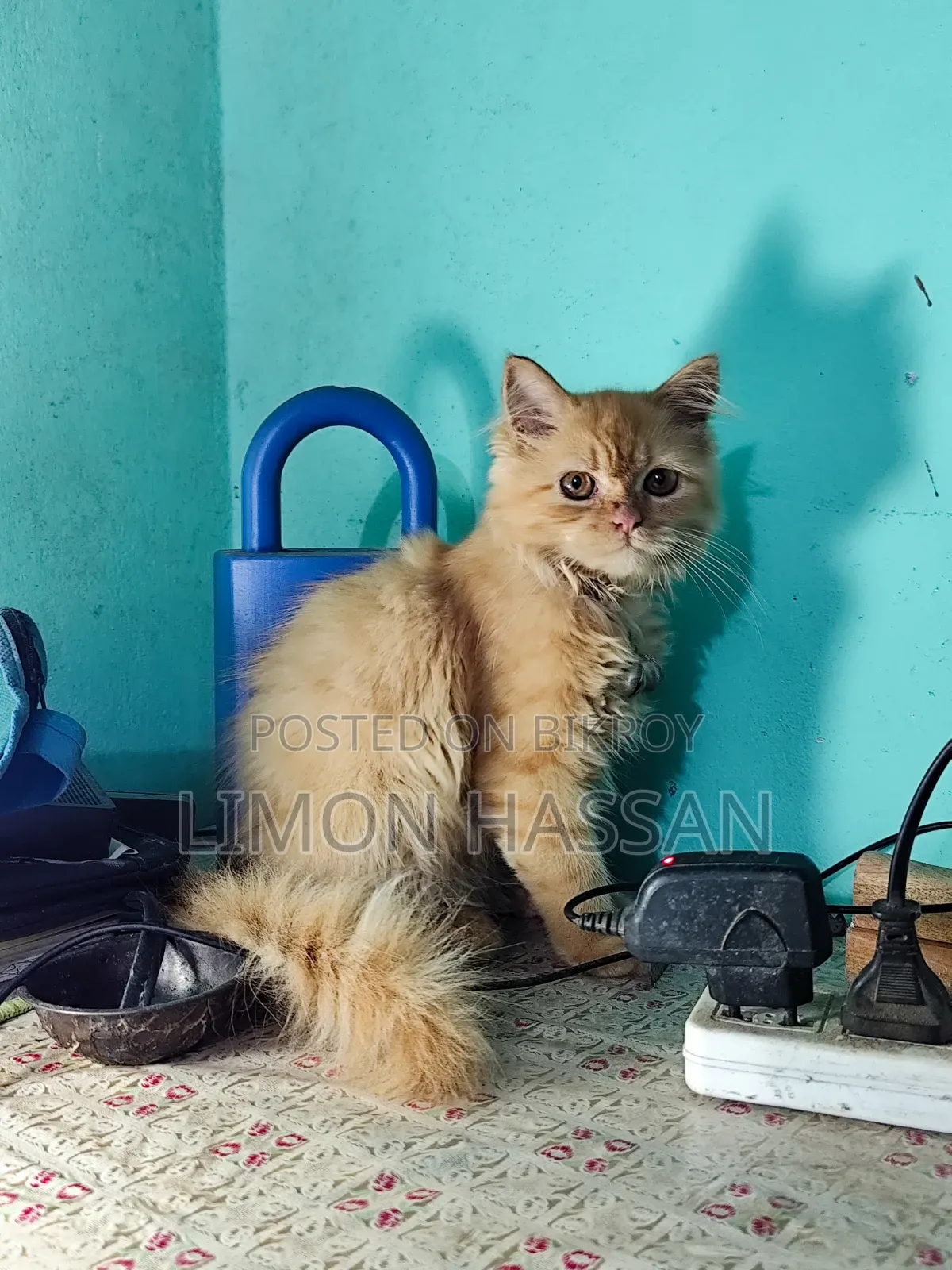 3-6 months Female Purebred Persian