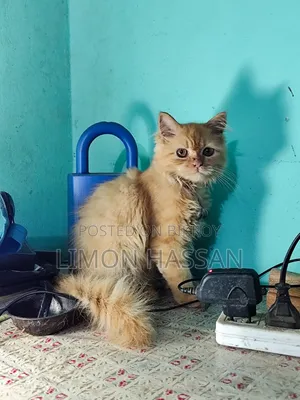 3-6 months Female Purebred Persian