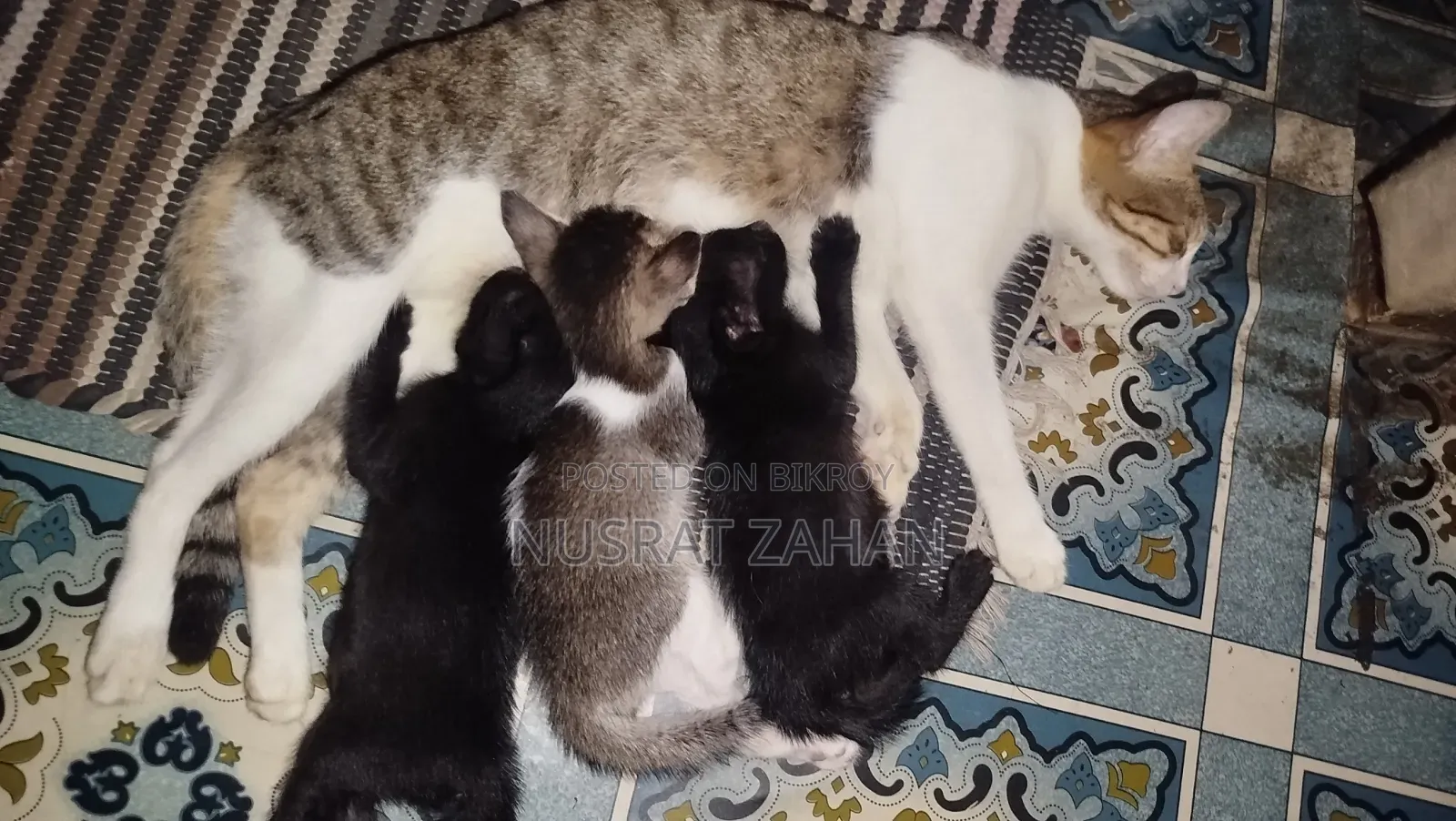 1+ year Female Mixed Breed Cat