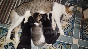 1+ year Female Mixed Breed Cat