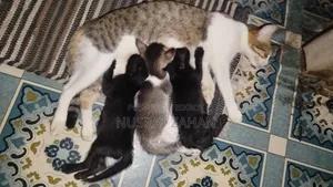 1+ year Female Mixed Breed Cat