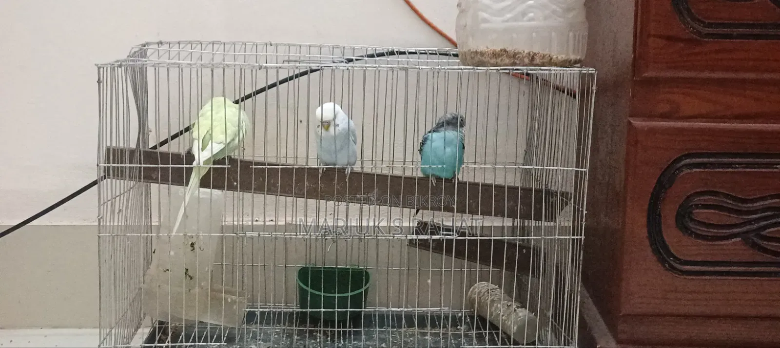 Birds for Sale
