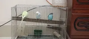 Birds for Sale