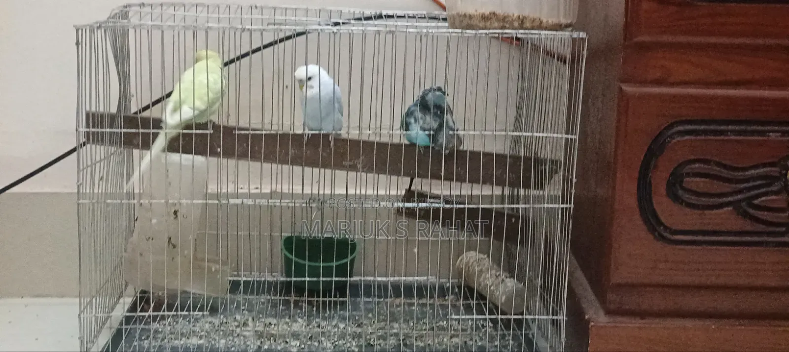 Birds for Sale