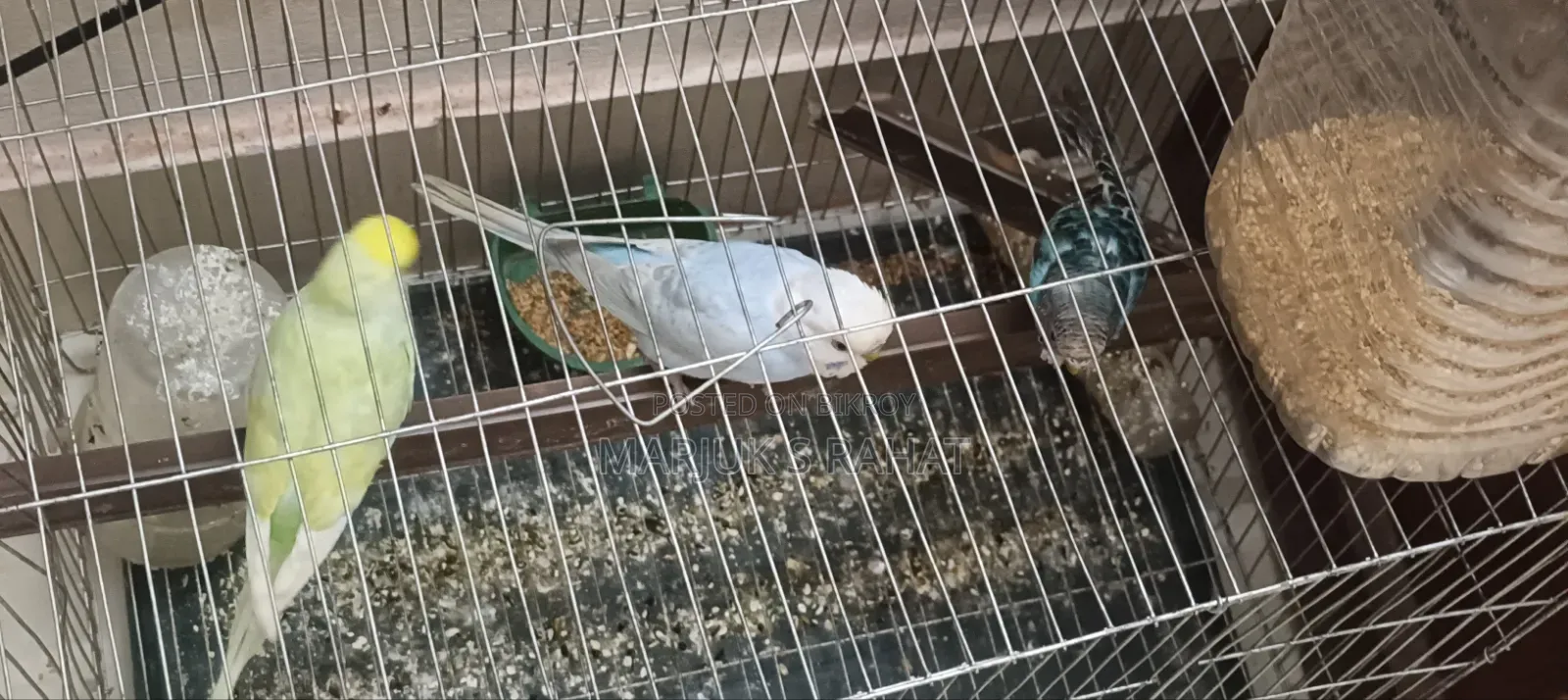 Birds for Sale