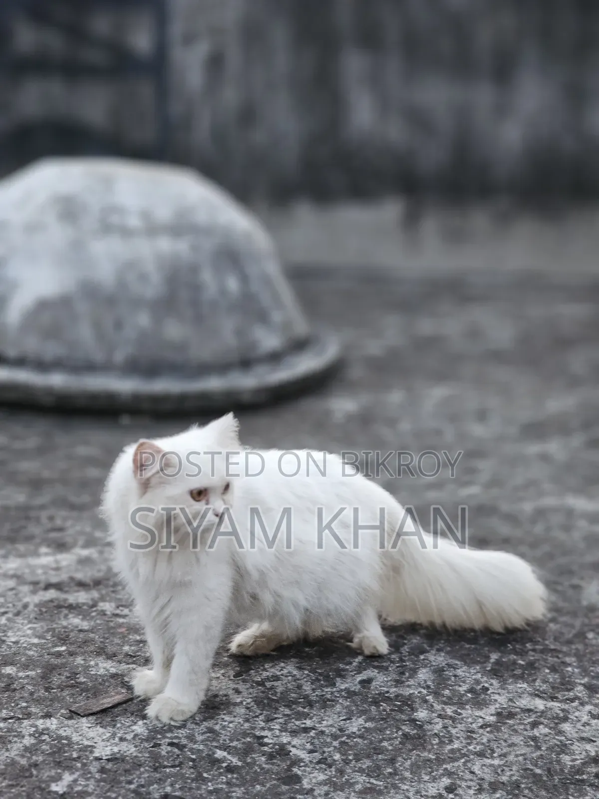 6-12 months Female Purebred Persian