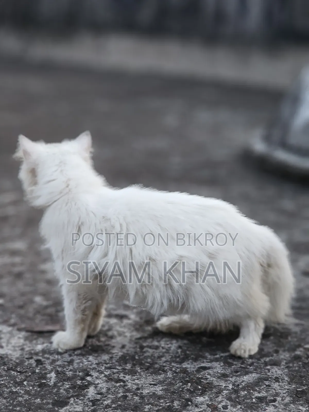6-12 months Female Purebred Persian